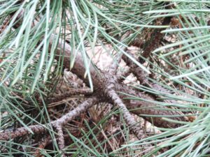 Pinus nigra ′Hornibrookiana′ - Bark