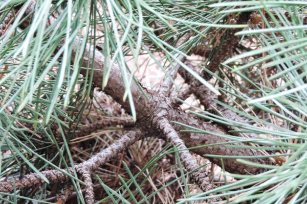 Pinus nigra ′Hornibrookiana′ - Bark