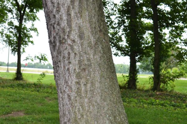 Pinus parviflora - Bark
