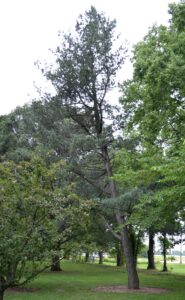 Pinus parviflora - Habit