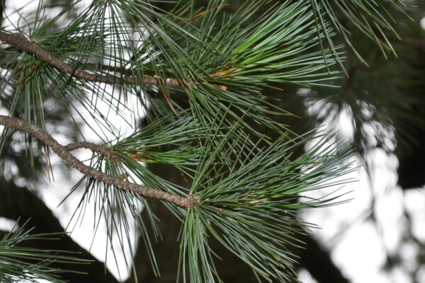 Pinus parviflora - Needles