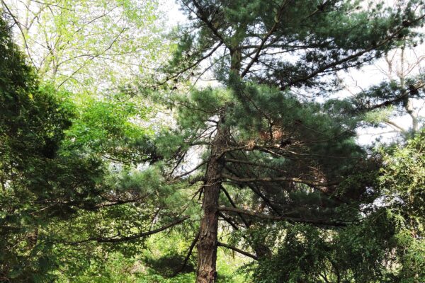 Pinus parviflora - Habit