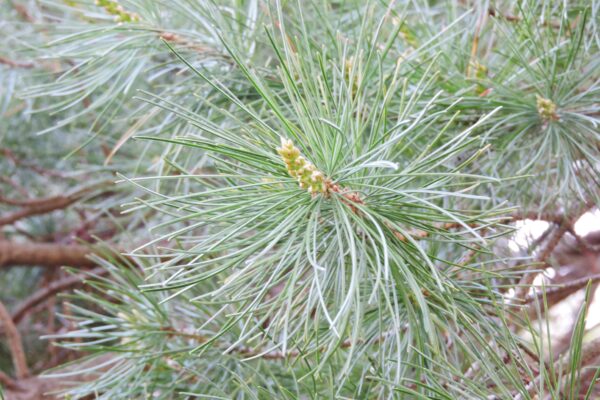 Pinus parviflora - Foliage