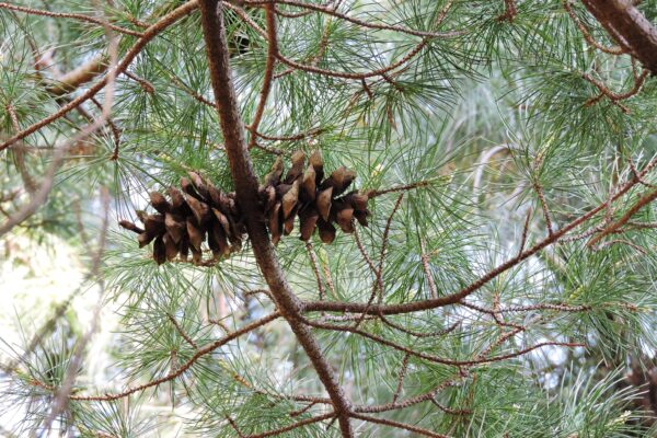 Pinus parviflora - Pinecone Fruit