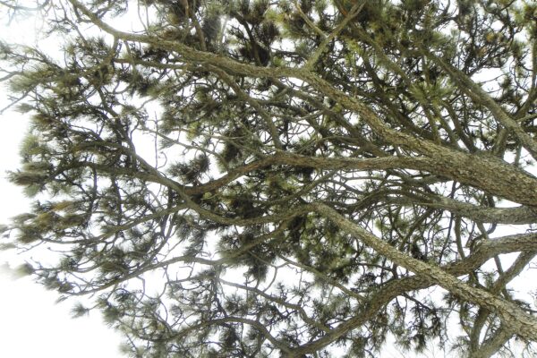 Pinus ponderosa - Winter Canopy