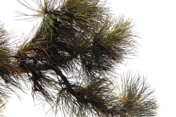 Pinus ponderosa - Foliage