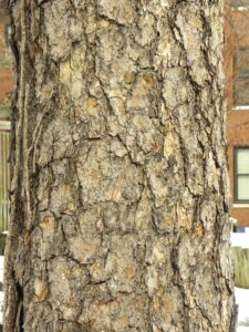 Pinus ponderosa - Bark