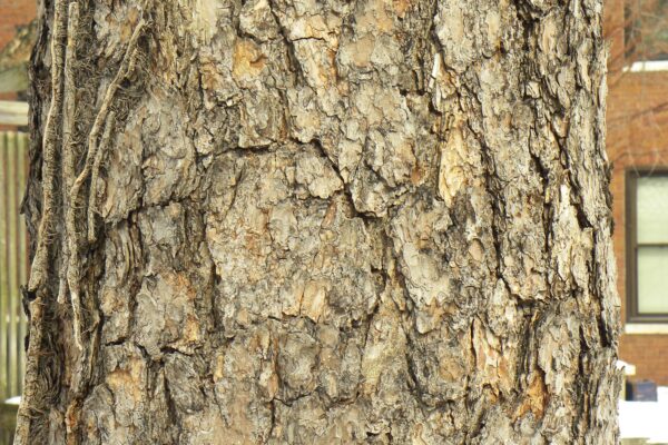 Pinus ponderosa - Bark