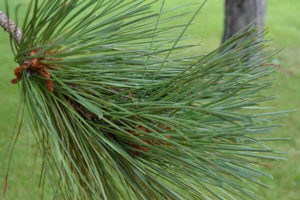 Pinus resinosa - Needles