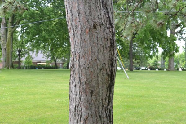 Pinus resinosa - Bark