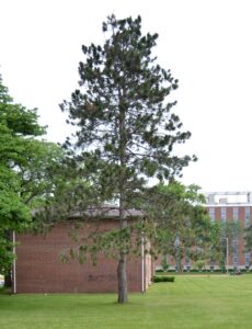 Pinus resinosa - Tree Habit