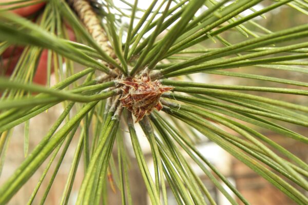 Pinus resinosa - Buds and Needles