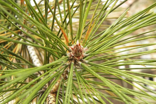 Pinus resinosa - Buds and Needles