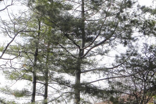Pinus resinosa - Winter Habit