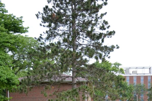 Pinus resinosa - Tree Habit