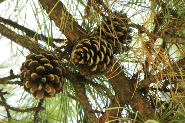 Pinus rigida - Cones