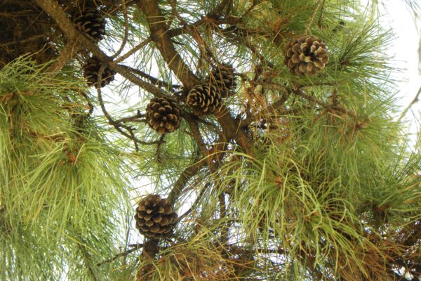 Pinus rigida - Branch