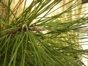 Pinus rigida - Needles and Buds