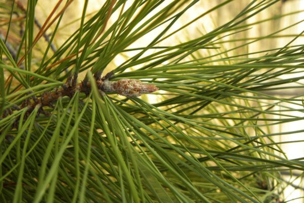 Pinus rigida - Needles and Buds