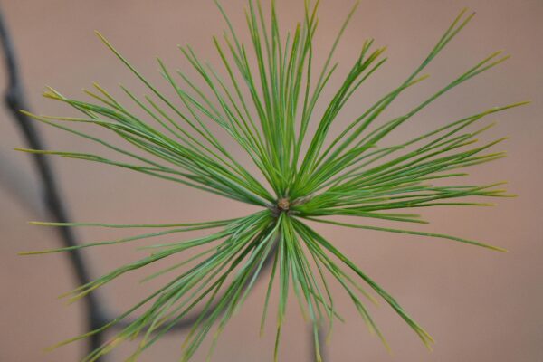Pinus strobus - Needles