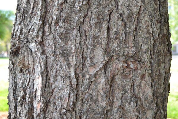Pinus strobus - Bark