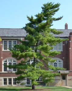 Pinus strobus - Overall Tree in Summer