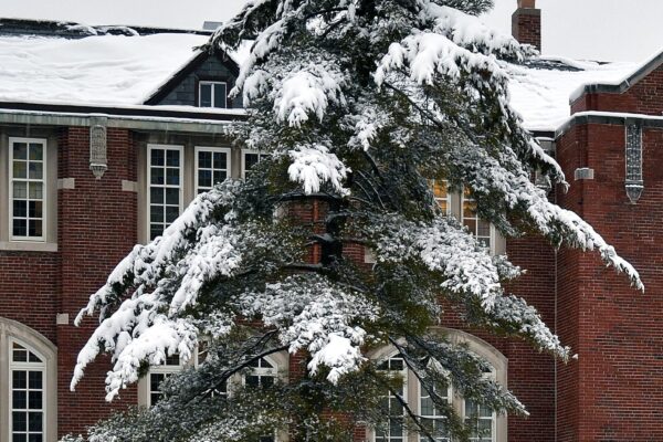 Pinus strobus - Winter Interest