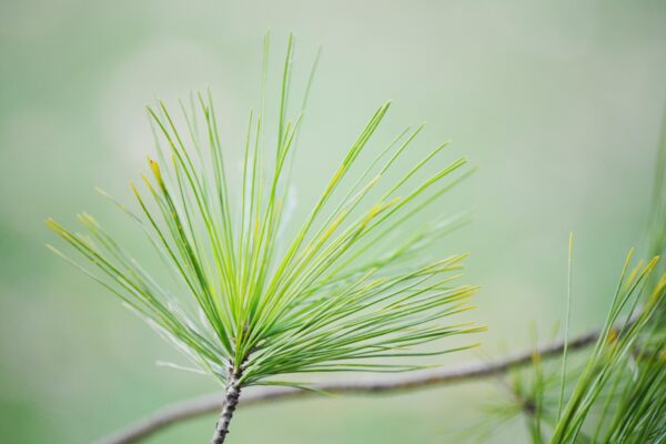Pinus strobus - Needles
