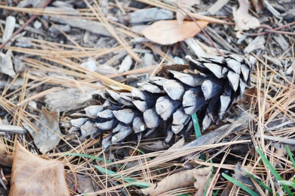 Pinus strobus - Fallen Cone & Needles