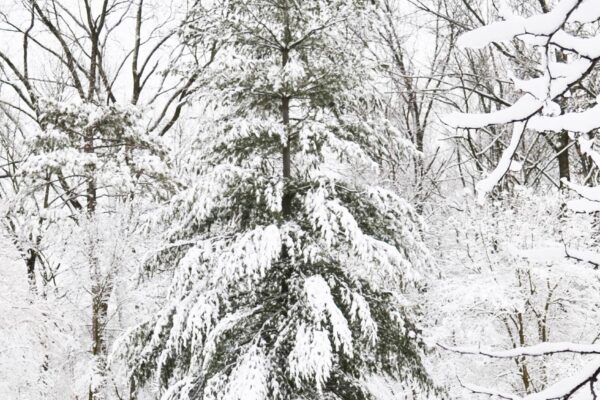 Pinus strobus - Winter Habit with Snow