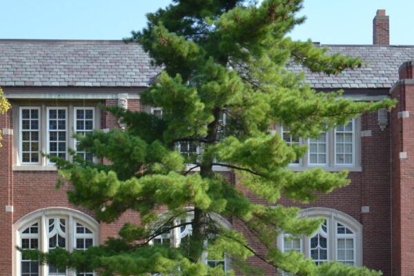 Pinus strobus - Overall Tree in Summer