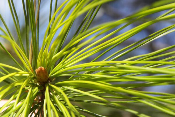 Pinus strobus - Bud and Needles