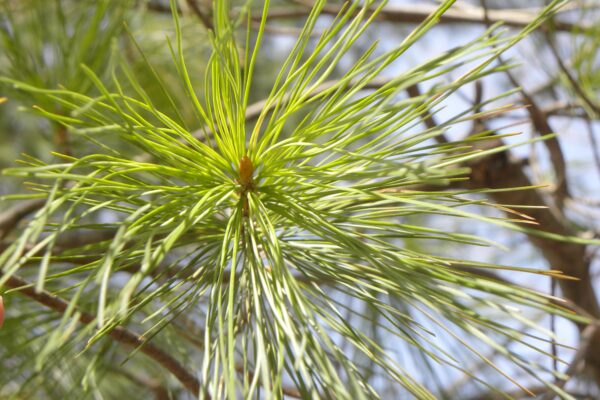 Pinus strobus - Needles and Bud