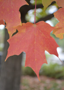 Acer saccharum [sold as Legacy®] - Fall Leaf
