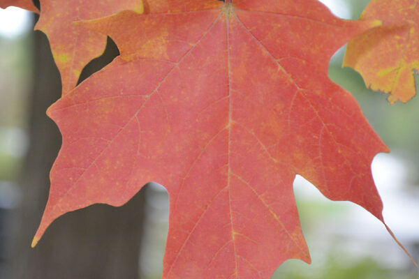 Acer saccharum [sold as Legacy®] - Fall Leaf