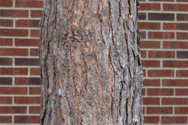 Pinus sylvestris - Bark
