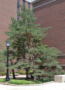Pinus sylvestris - Overall Habit