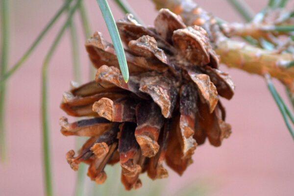 Pinus sylvestris - Cone