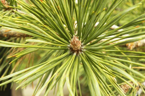 Pinus sylvestris - Needles and Buds