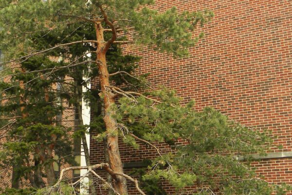 Pinus sylvestris - Winter Habit