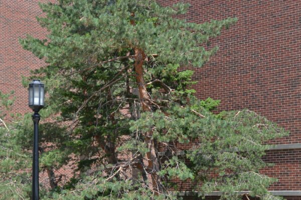 Pinus sylvestris - Overall Habit