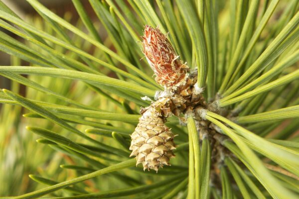 Pinus sylvestris - Immature Pine Cone
