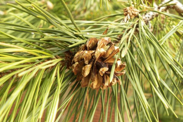 Pinus sylvestris - Needles and Cone