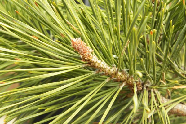 Pinus sylvestris - Needles and Bud
