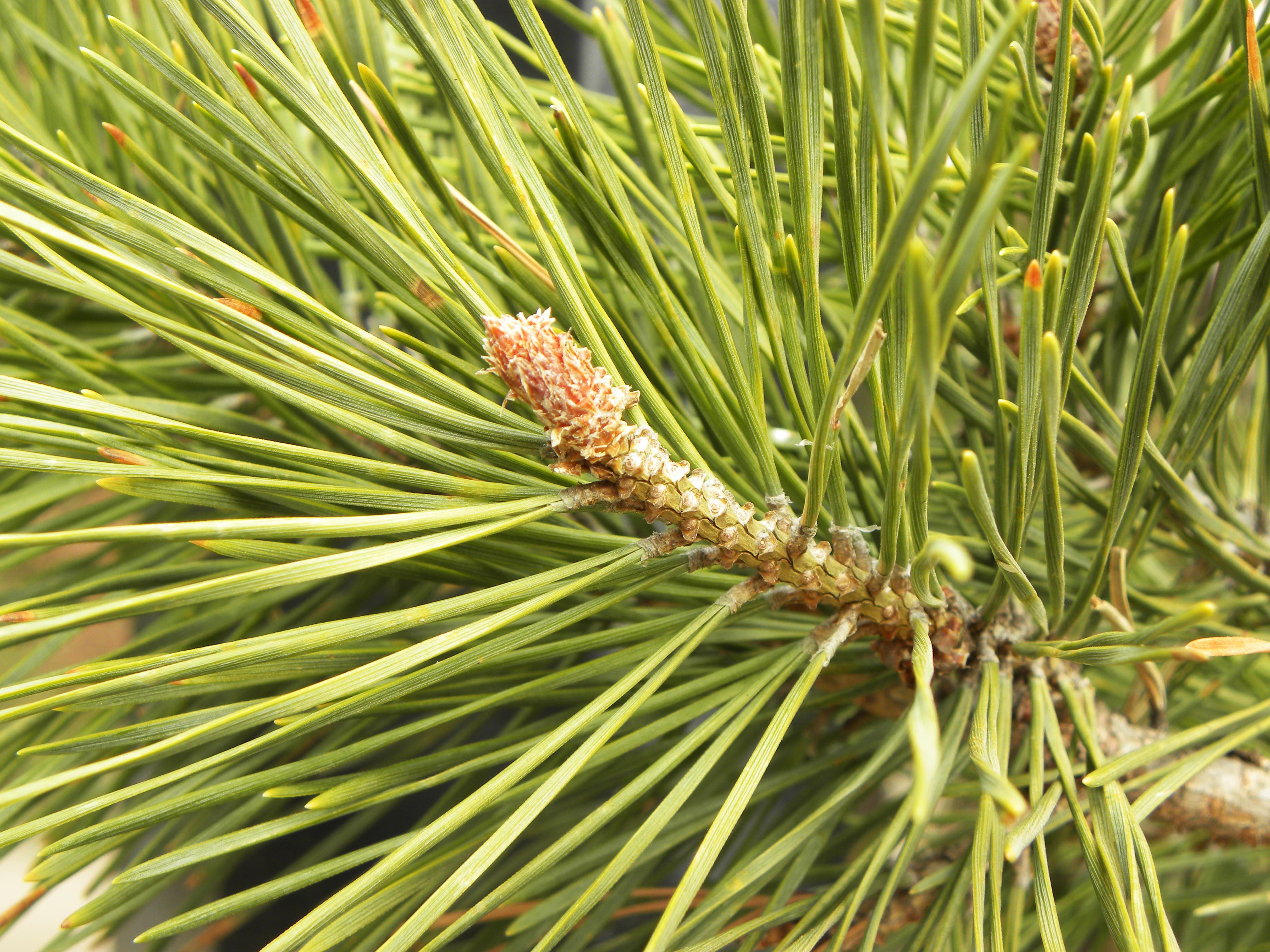 Pinus Sylvestris Purdue Arboretum Explorer pinus-sylvestris-purdue-arboretum-explorer