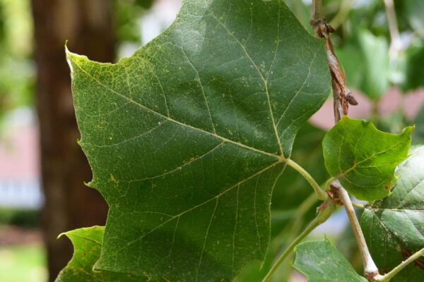 Platanus occidentalis - Leaf
