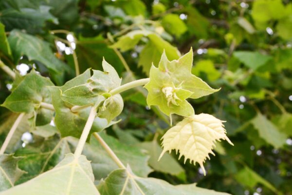 Platanus occidentalis - Emerging Foliage