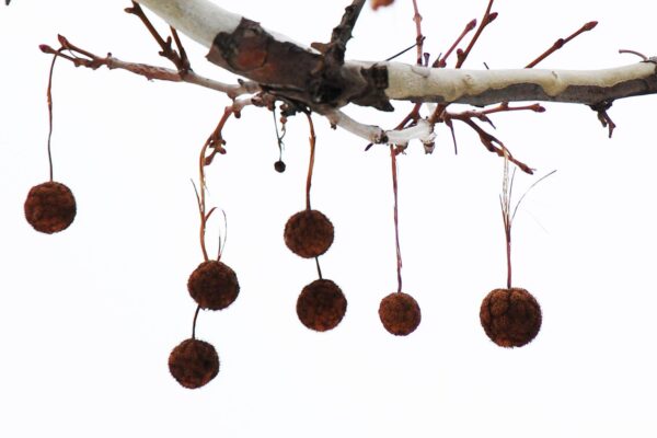 Platanus occidentalis - Fruit