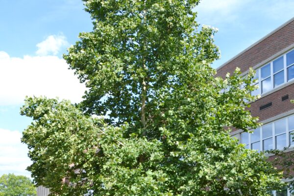 Platanus occidentalis - Summer Habit