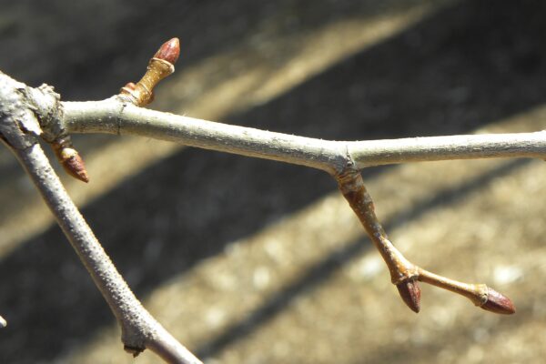 Platanus occidentalis - Buds